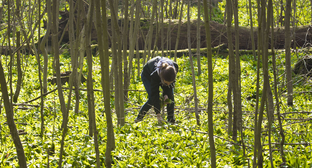 Eine Frau sammelt am 07.04.2013 in einem Wald Bärlauchblätter ein, die hier den Waldboden fast komplett bedecken (Bild: © dpa).