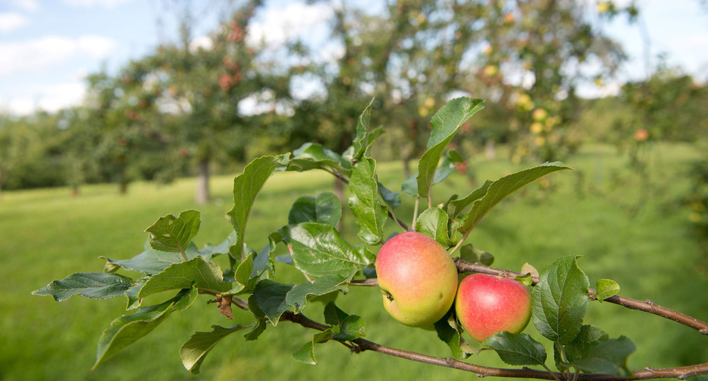 Apfelbäume stehen auf einer Streuobstwiese bei Stuttgart (Foto: dpa)