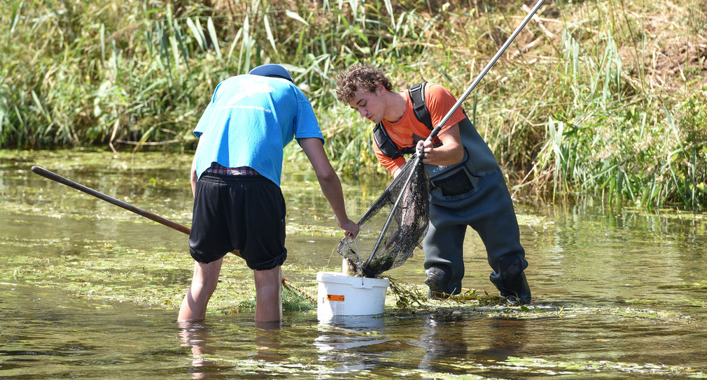 Freiwillige Helfer sammeln bei Elpershofen in der Jagst tote Fische (Bild: © dpa). 