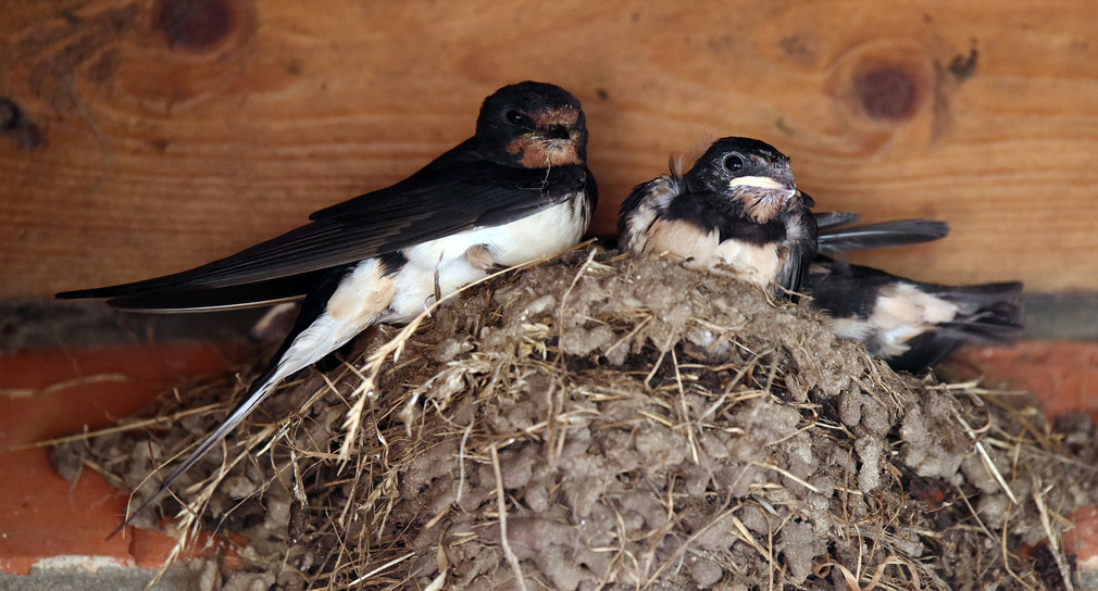 Eine ausgewachsene Schwalbe sitzt mit ihren Jungvögeln unter einem Dachvorsprung in einem Nest. (Foto: dpa)