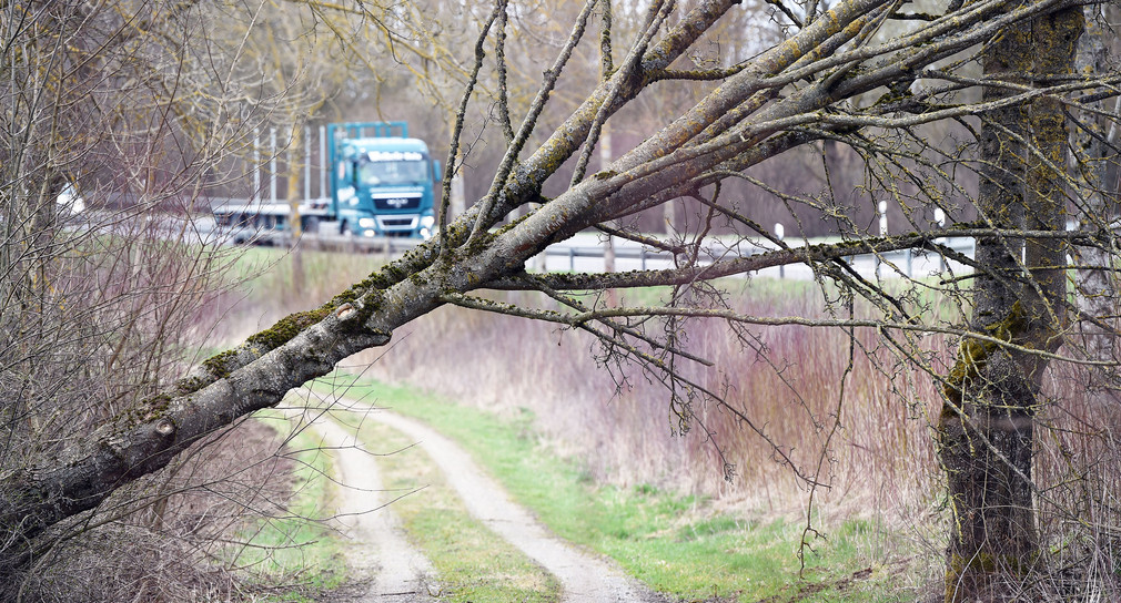 Ein entwurzelter Baum liegt quer über einen Waldweg (Bild: © dpa). 
