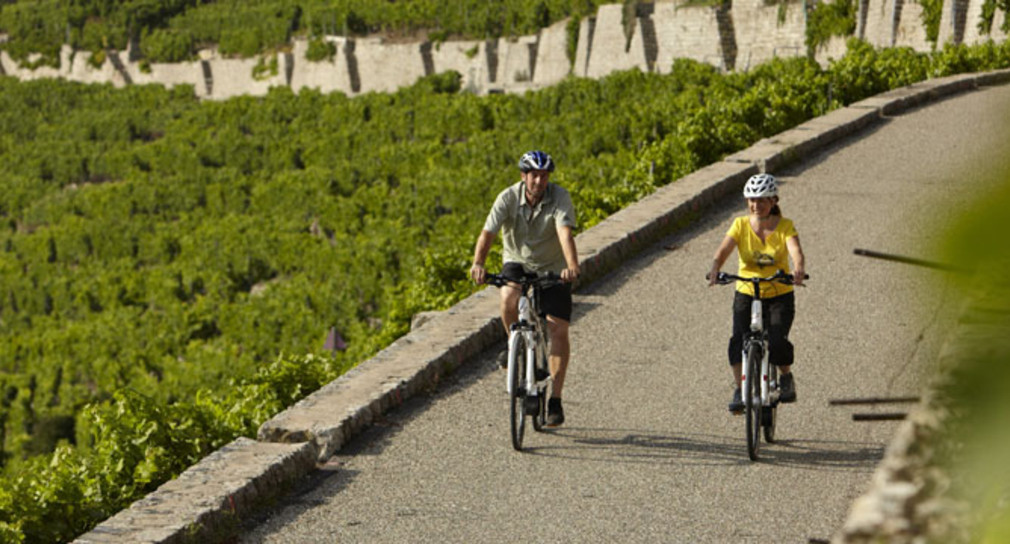 Zwei Fahrradfahrer fahren durch die sommerlichen Weinberge bei Stuttgart (Bild: © Tourismus Marketing BW).