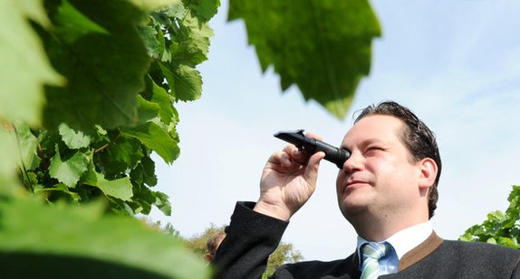 Landwirtschaftsminister Alexander Bonde misst am Montag (17.09.2012) in einem Weinberg am Michaelsberg bei Cleebronn (nahe Ludwigsburg) mit einem Refraktometer das Mostgewicht von Weintrauben. (Foto: dpa)