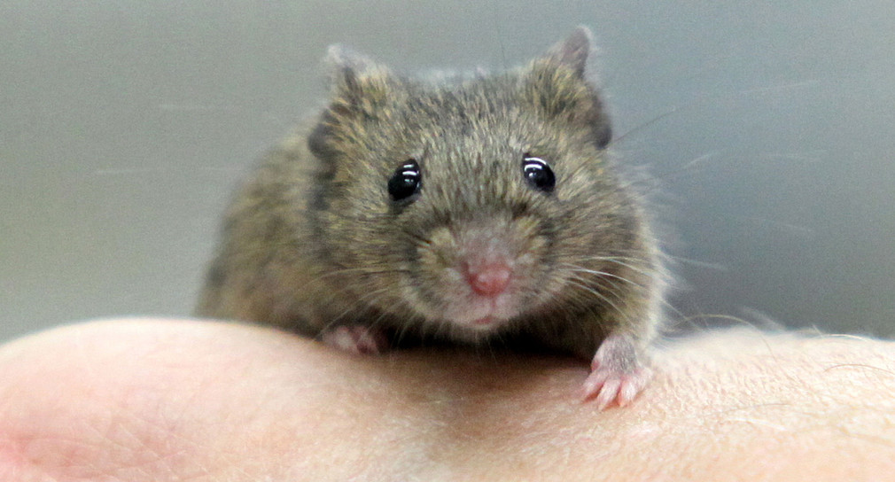 Eine Maus sitzt auf einem Finger (Foto: dpa)