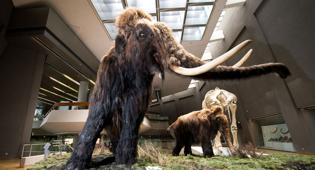 Nachbildungen von Mammuts sind im Staatlichen Museum für Naturkunde zu sehen. (Foto: dpa)