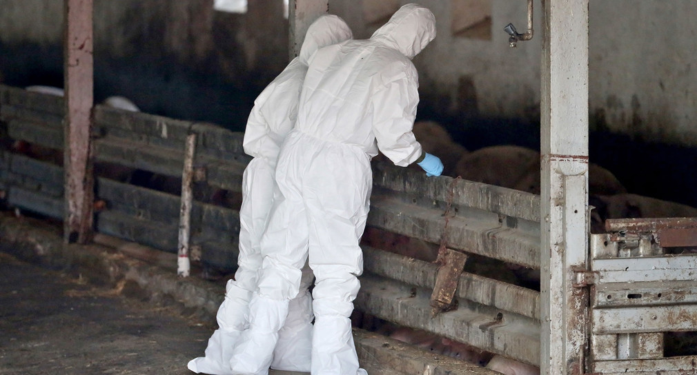 Tiermediziner stehen während einer Übung im Kampf gegen die Afrikanische Schweinepest in einem Schweinestall. (Foto: dpa)