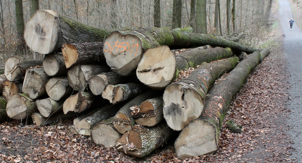 Ein Holzstapel liegt in einem Waldstück. (Bild: Christoph Schmidt / dpa)