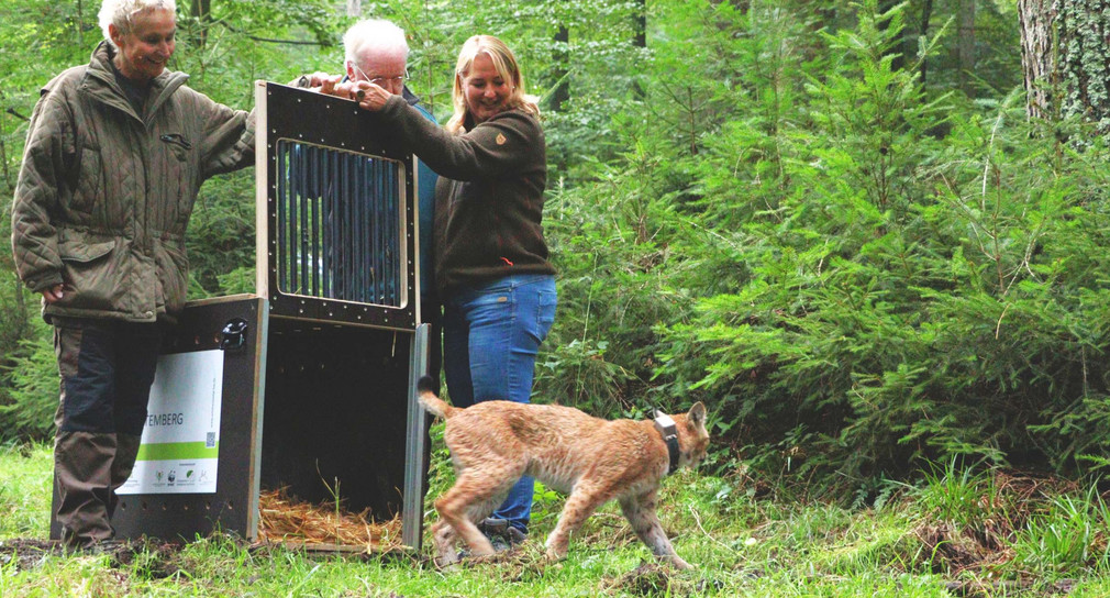Auswilderung von Luchs Elisabeth