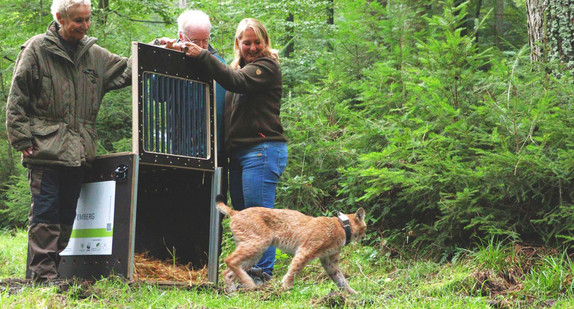 Auswilderung von Luchs Elisabeth