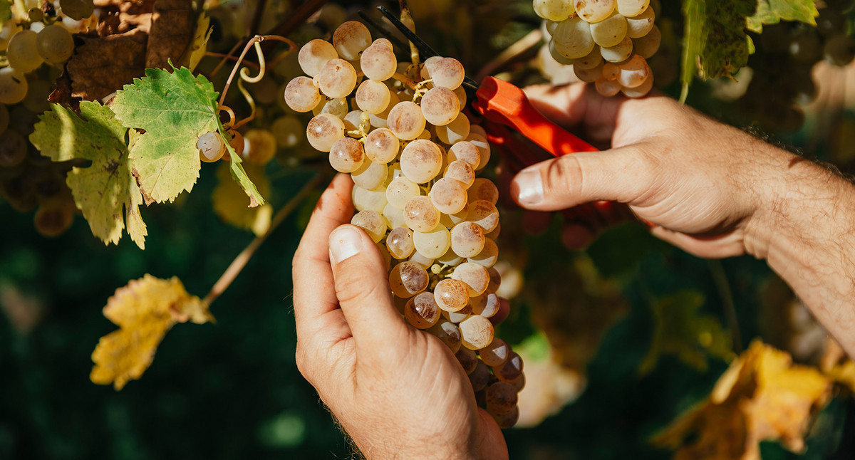 Eine Person erntet eine Traube bei der Weinlese.