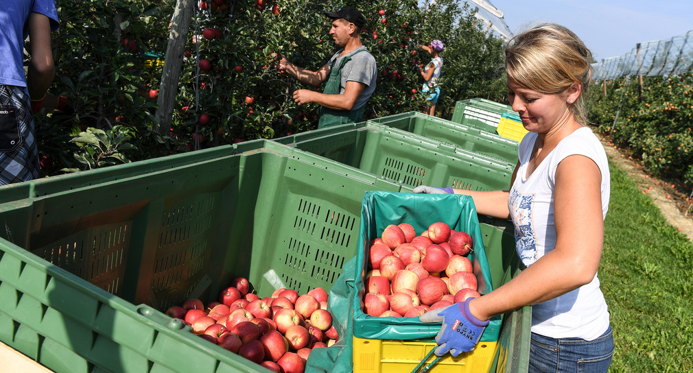 Apfelbäuerin Sonja Heimgartner, ehemalige Apfelkönigin für das Bodensee-Obst, füllt in einer Obstplantage Äpfel der Sorte Gala in eine Obstkiste. (Bild: Felix Kästle / dpa)