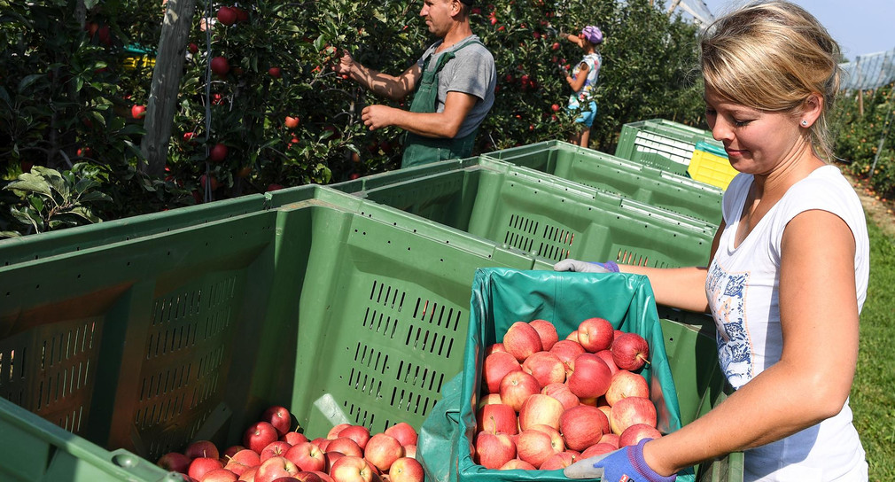 Apfelbäuerin Sonja Heimgartner, ehemalige Apfelkönigin für das Bodensee-Obst, füllt in einer Obstplantage Äpfel der Sorte Gala in eine Obstkiste. (Bild: Felix Kästle / dpa)