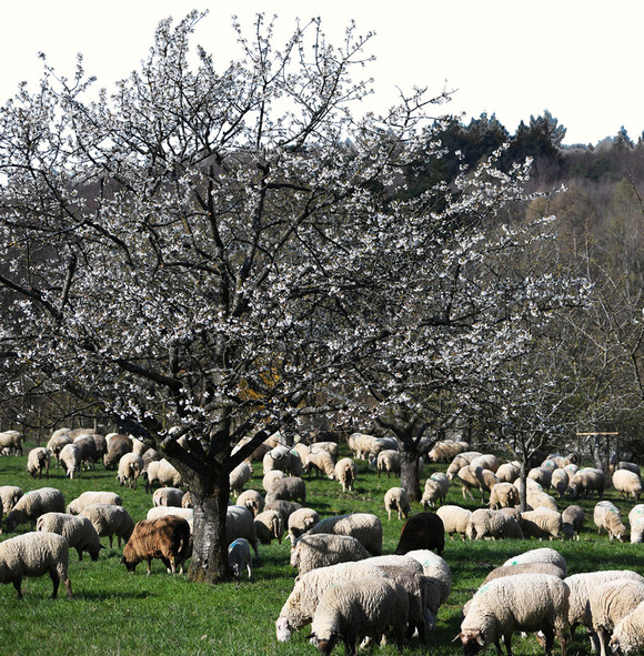 Schafe stehen im Frühling unter einem blühendem Obstbaum.