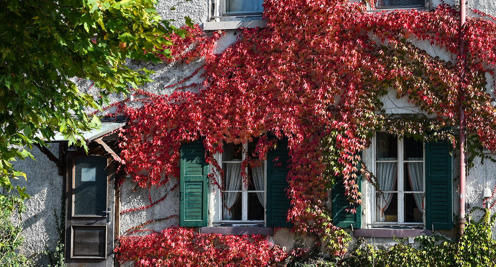 Herbstlich gefärbte Blätter umranken die Fenster eines historischen Hauses. (Bild: picture alliance/Felix Kästle/dpa)