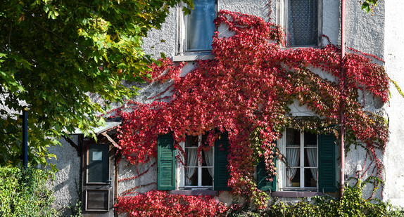 Herbstlich gefärbte Blätter umranken die Fenster eines historischen Hauses. (Bild: picture alliance/Felix Kästle/dpa)