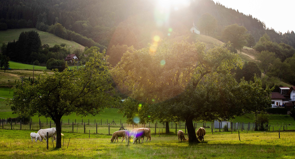 Kühe grasen auf einer Weide unterhalb der Kopfkrainkapelle in Simonswald.