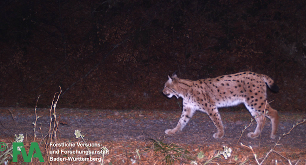 Luchs Im Sudschwarzwald Mit Halsbandsender Ausgestattet Baden Wurttemberg De
