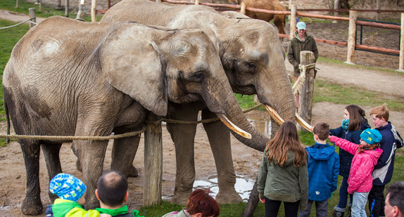 Besucher streicheln Elefanten (Foto:dpa)