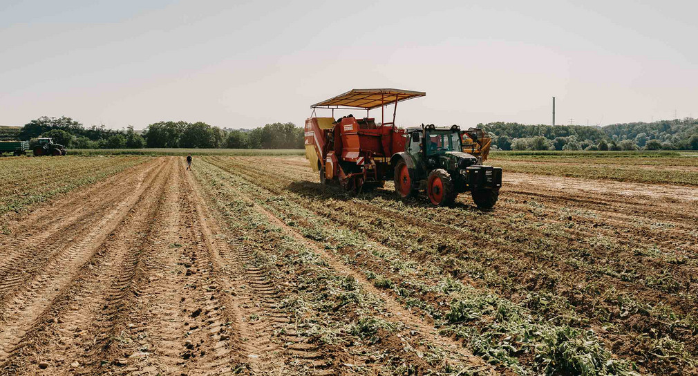 Ein Traktor mit Anhänger steht zur Kartoffelernte auf einem Feld.