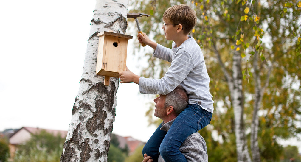 Vater hängt mit Sohn Nistkasten auf