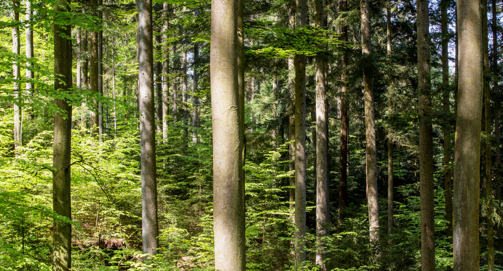 Blick in den Wald