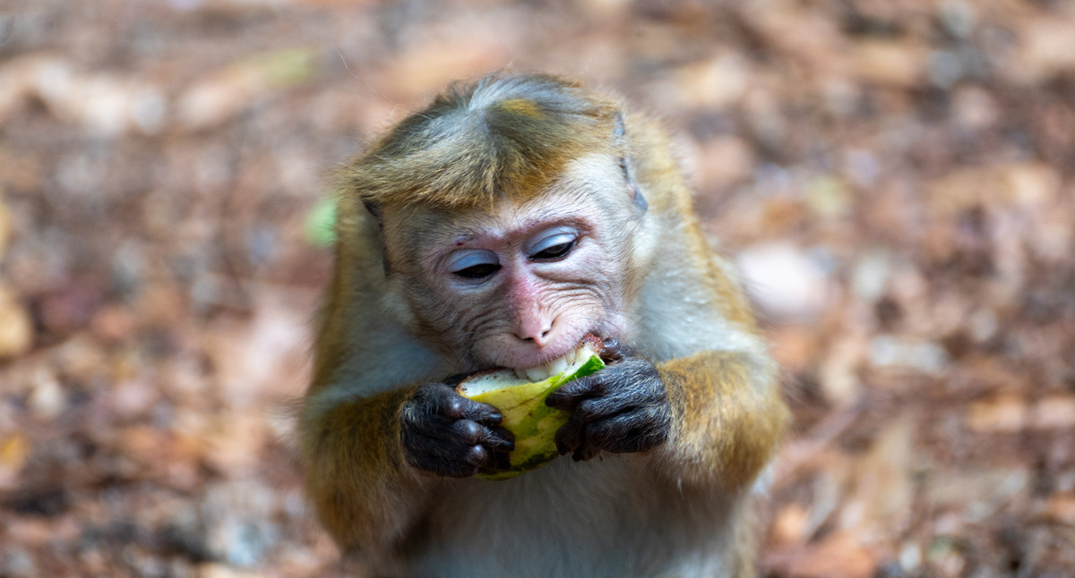 Affe mit Obst