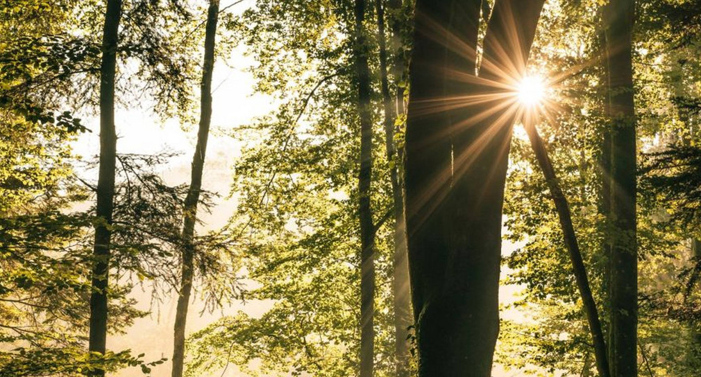 Veranstaltung Waldstrategie 2024