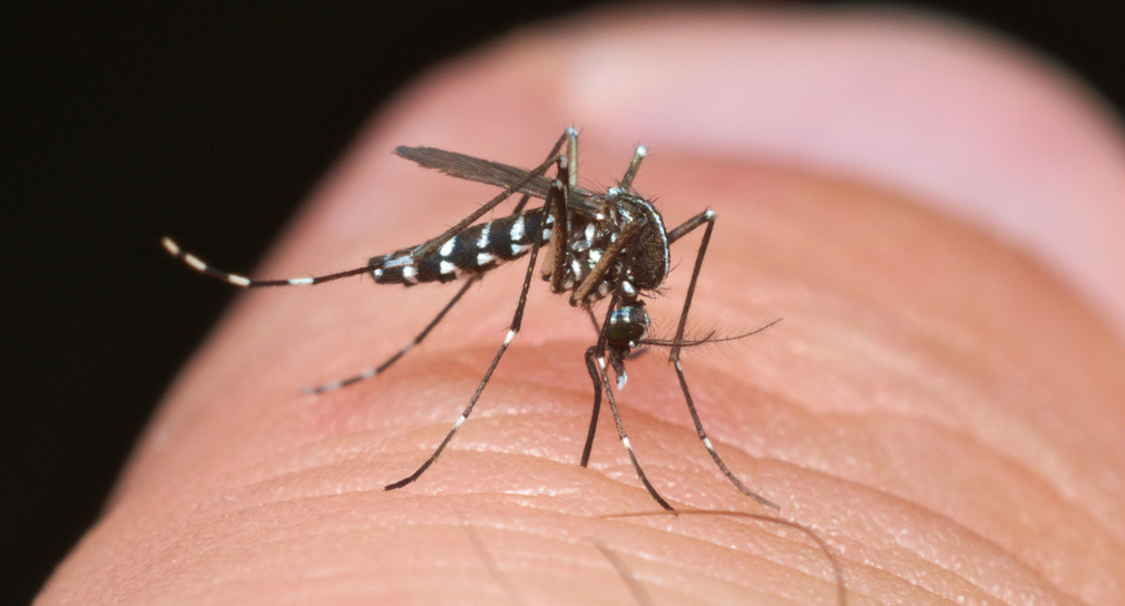 Eine asiatische Tigermücke (Aedes albopictus) sitzt auf einem Finger und sticht zu.