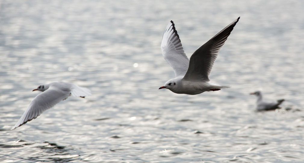 Möwen fliegen über den Bodensee in Konstanz.