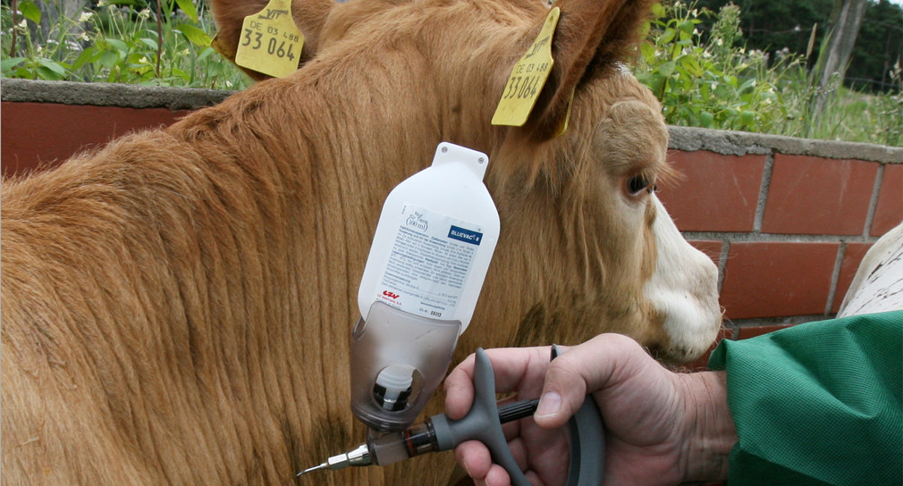 Ein Rind wird gegen die Blauzungenkrankheit geimpft. (Bild: © dpa)