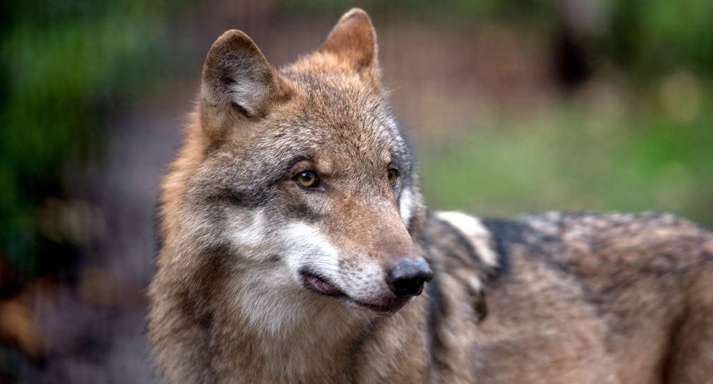 Wolf In Baden Württemberg