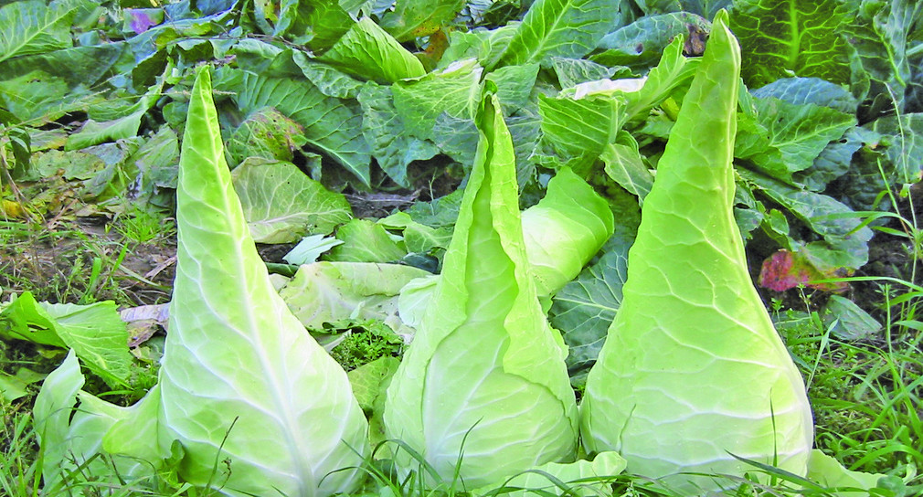 Filderkraut
