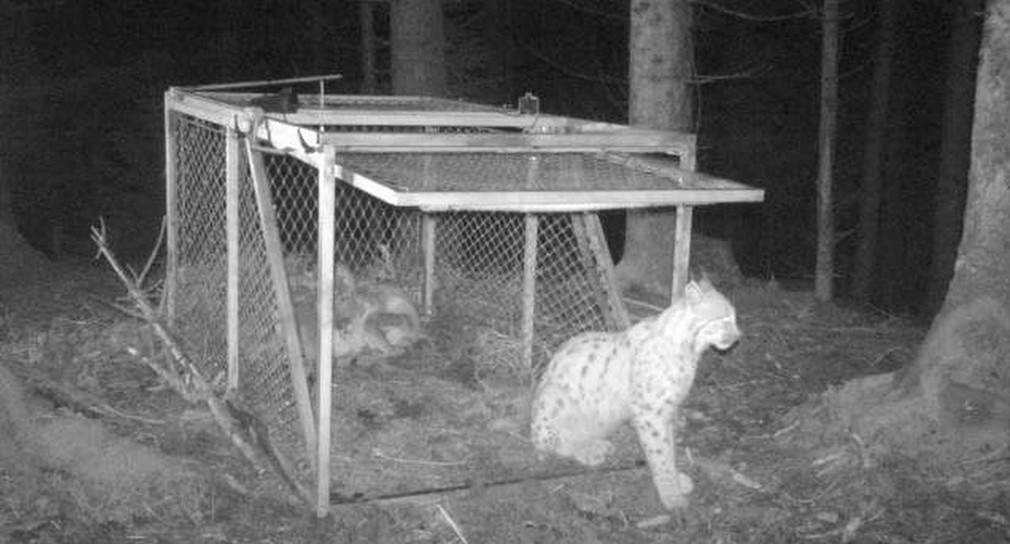 Der Luchs wird eingefangen, um ihn zu besendern