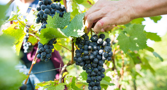 Ein Mann pflückt in einem Weinanbaugebiet Weintrauben von den Reben.