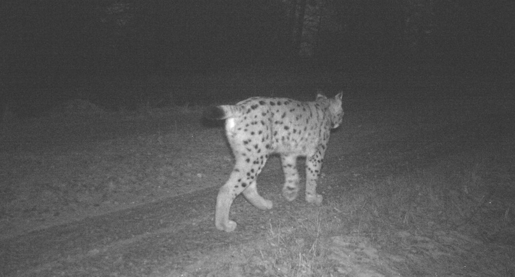 Luchs (Bild: Forstliche Versuchs- und Forschungsanstalt Baden-Württemberg)