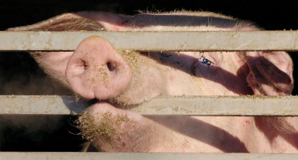 Ein Schwein in einem Tiertransporter (Foto: © dpa)