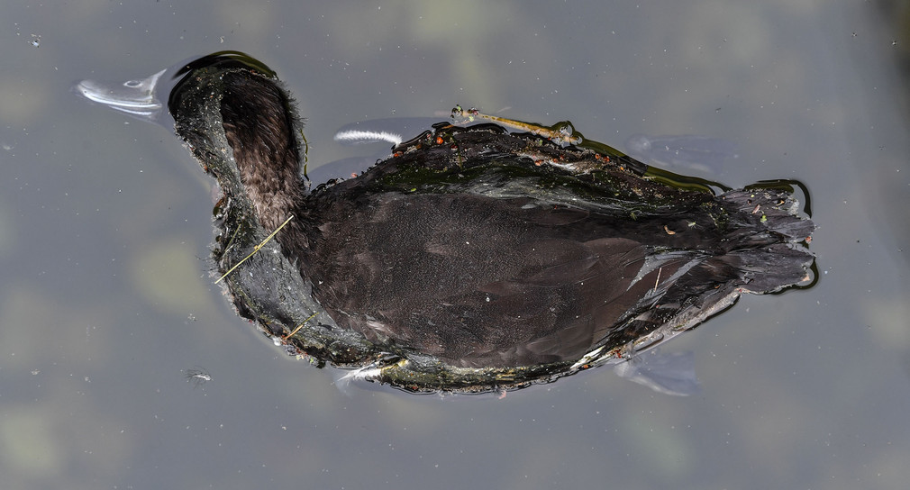Eine tote Ente schwimmt am 09.11.2016 im östlichen Hafenbecken in Überlingen am Bodensee (Quelle: dpa).