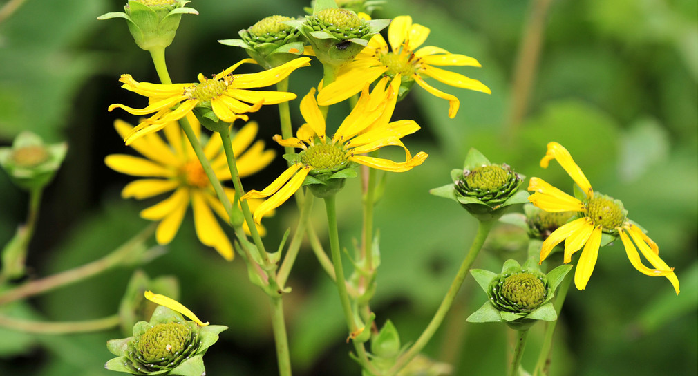 Blüten der Durchwachsenen Silphie