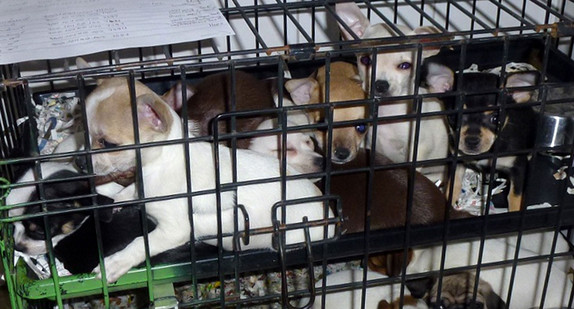 Hundewelpen in einem Käfig (Foto: dpa)