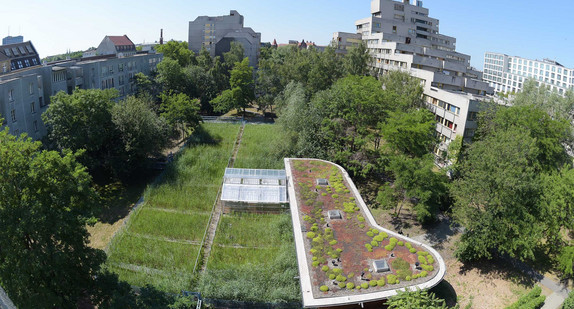 Eine Schilffläche und ein begrüntes Dach