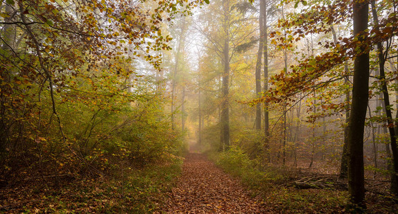 Ein Waldweg an einem nebligen Herbsttag.