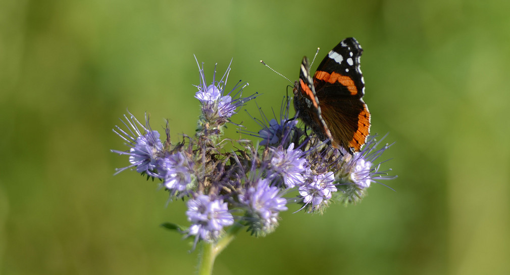 Ein Admiral (Vanessa atalanta) sitzt bei Bergatreute auf einer Rainfarn-Phazelie (Phacelia tanacetifolia).