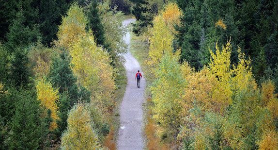 Ein Wanderer geht beim Naturschutzzentrum Kaltenbronn im Schwarzwald einen Weg entlang. (Bild: © Uli Deck / dpa)