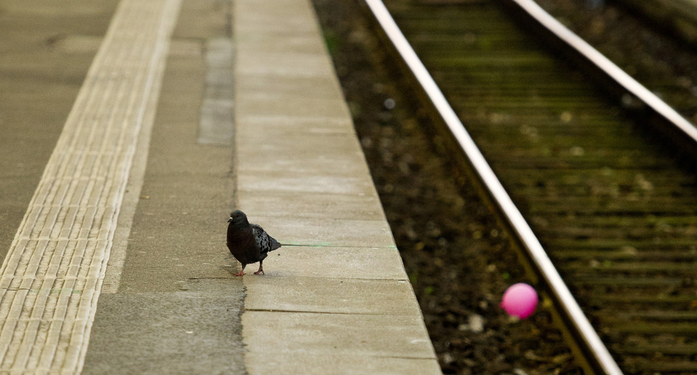 Eine Taube läuft einen leeren Bahnsteig entlang. (Foto: © dpa)