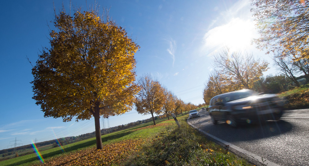 Ein Auto fährt auf einer Allee entlang einer Landesstraße.