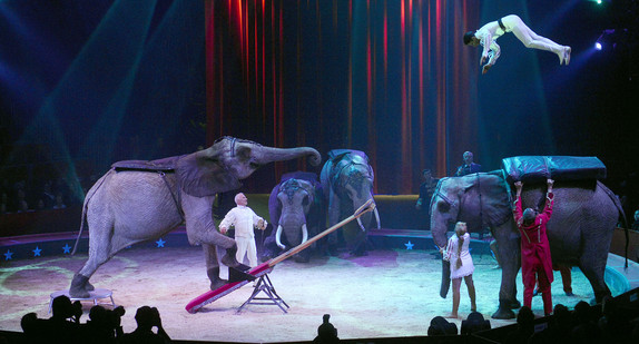 Artisten proben mit ihren Elefanten in der Manege eines Zirkus ihren Auftritt (Quelle: dpa).