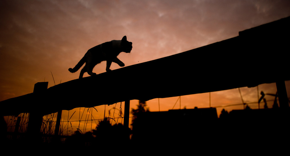Die Silhouette einer Katze, die über einen Weidenzaun klettert, zeichnet sich vor dem bei Sonnenaufgang verfärbten Morgenhimmel ab. (Foto: © dpa)