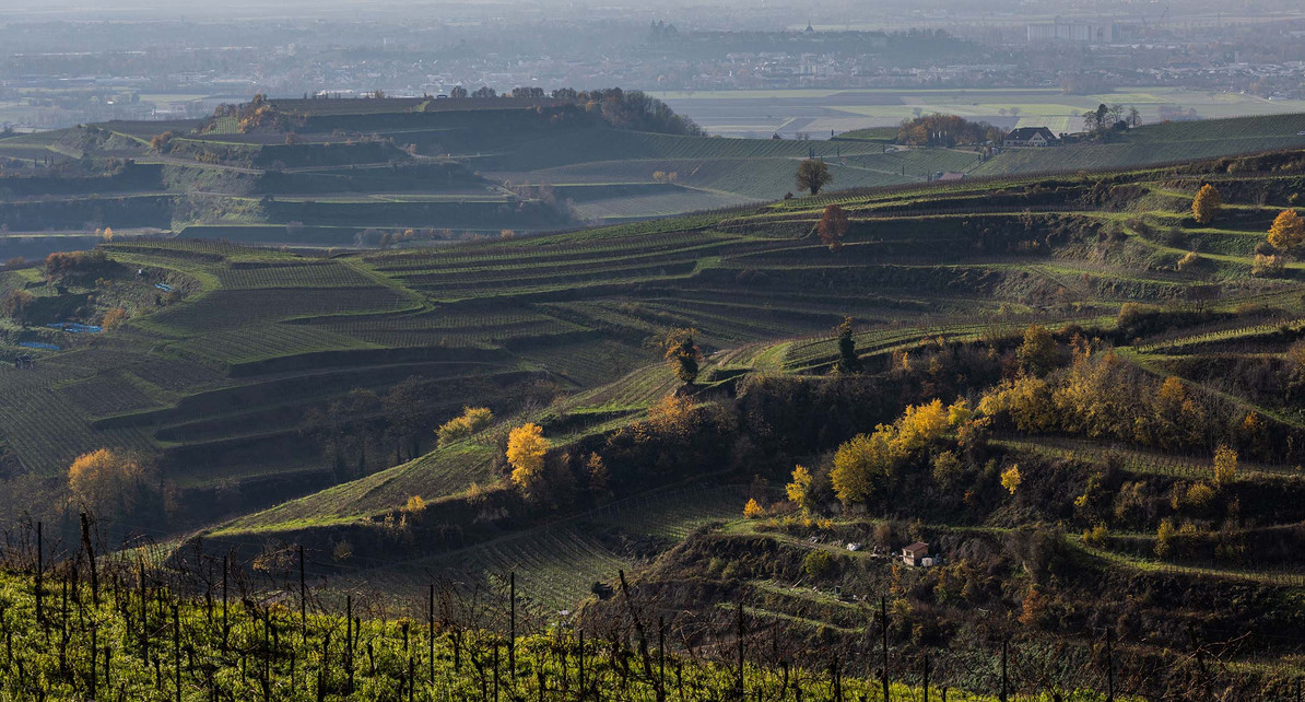 Weinreben auf dem Kaiserstuhl.