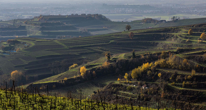 Weinreben auf dem Kaiserstuhl.