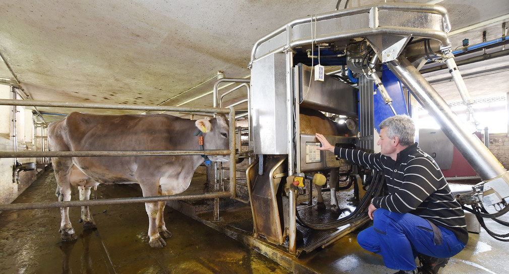 Ein Landwirt an einer automatischen Melkmaschine im Stall (Bild: © dpa).